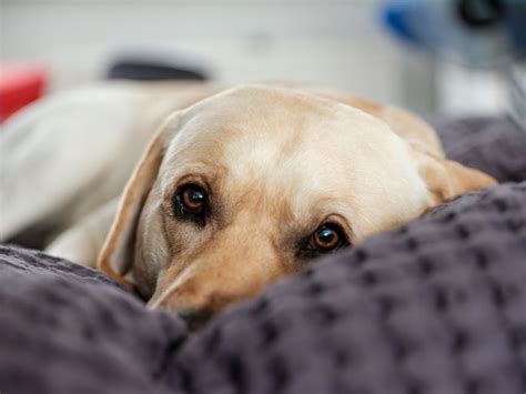 dog knots her|Decoding Dog Knotting: Meaning, Mechanics, and Insights.